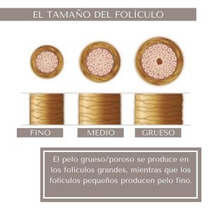 El-tamaño-del-folículo